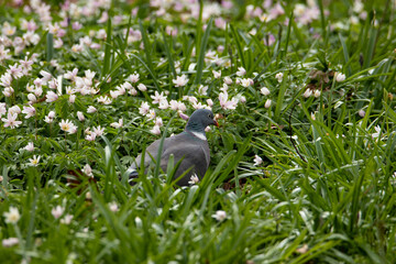 Common wood pigeon sitting among flowers on the forest floor.
