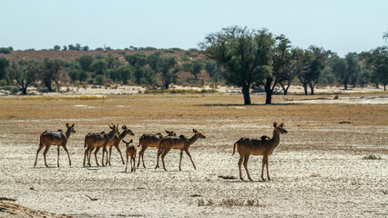 Naklejka na ściany i meble Small group of Greater kudu in dry land in Kglagadi transfrontier park, South Africa ; Specie Tragelaphus strepsiceros family of Bovidae