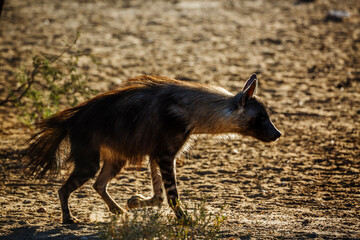brown hyena walking in dry land in Kgalagadi transfrontier park, South Africa; specie Parahyaena brunnea family of Hyaenidae
