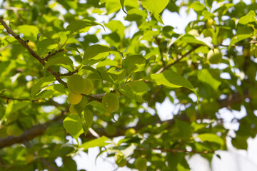 Plums hanging on branches on a farm.