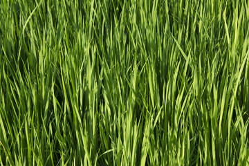 close up summer Green rice field.