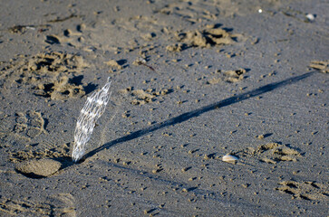 Un pezzo di rete di plastica bianca portato a riva dal mare e  infilato nella sabbia 