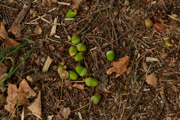 Eicheln auf dem Waldboden im Sommer