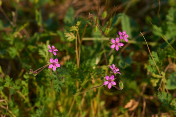Gewöhnlicher Reiherschnabel (Erodium cicutarium)