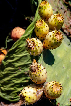  Prickly pears (Opuntia ficus-indica), known also as Fichi d'india.