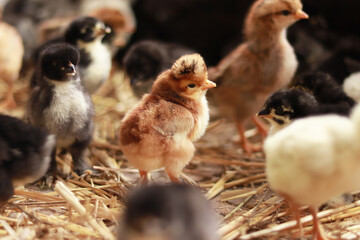 A small orange chick, among others from the brood. Selective focus photography. Little fluffy bird. Baby chicken
