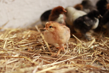 A small orange chick, among others from the brood. Selective focus photography. Little fluffy bird. Baby chicken
