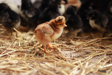 A small orange chick, among others from the brood. Selective focus photography. Little fluffy bird. Baby chicken