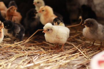 A small orange chick, among others from the brood. Selective focus photography. Little fluffy bird. Baby chicken