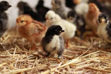 Poultry farm. Little chicks. Selective focus photography. Little fluffy bird. Baby chicken