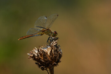  Blutrote Heidelibelle (Sympetrum sanguineum) Weibchen
