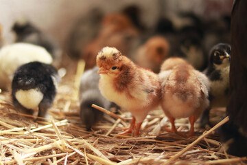 A small orange chick, among others from the brood. Selective focus photography. Little fluffy bird. Baby chicken