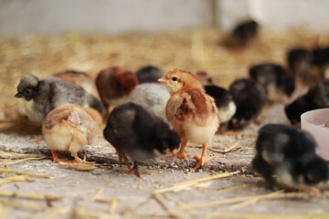 A small orange chick, among others from the brood. Selective focus photography. Little fluffy bird. Baby chicken