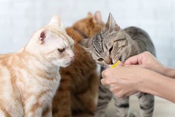 Cute cats eating snack treat from hand.
