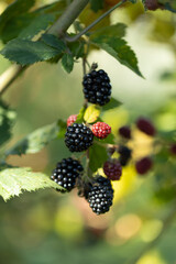 close up of ripe blackberry in a farm garden.  A bunch of ripe blackberry fruits on a branch with green leaves. Beautiful natural background.