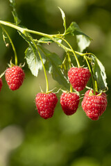Branch of ripe raspberries in garden. Red sweet berries growing on raspberry bush in fruit garden.
