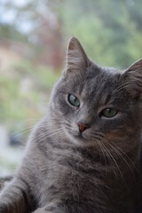 Grey Cat, Green Eyes.