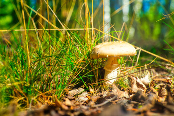 Pilz - Whild Mushrooms outdoors in the forest in autumn - High quality photo