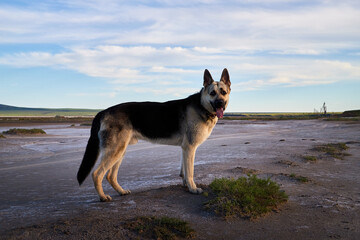 Dog German Shepherd on sand outdoors in a summer day. Russian guard dog Eastern European Shepherd in nature with yellow steppe and blue sky with clouds