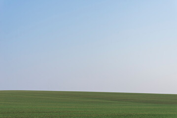 Fototapeta premium Green field with blue sky as background.