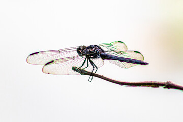 dragonfly on a branch