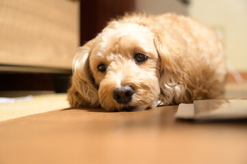 退屈な犬 Lazy Dog