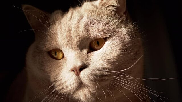 Close-up Portrait of a Gray Fluffy British Cat Looking Up in the Sunlight. Pet gaze. A curious face purebred cat with open green eyes is watching the movement in the rays of the sun at dawn, morning.