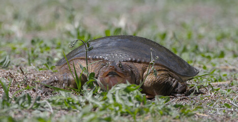 Wild Florida softshell turtle - Apalone ferox - front view of female laying eggs