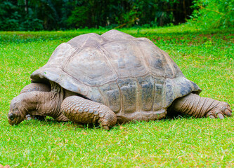 Fototapeta premium TORTOISE, a reptile that is found in many places in the world. they have hard shell which they use as shield when they feel thritennd