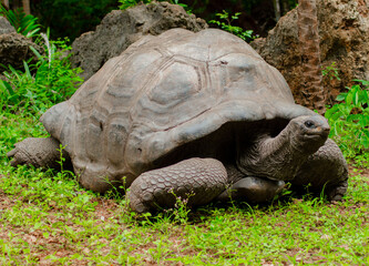 Fototapeta premium TORTOISE, a reptile that is found in many places in the world. they have hard shell which they use as shield when they feel thritennd