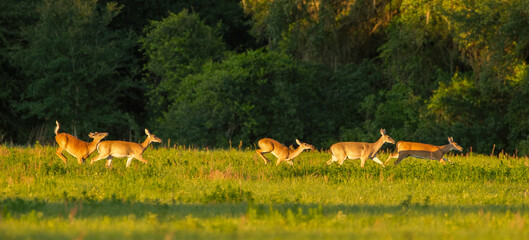 white tailed deer - Odocoileus virginianus - running through an open meadow in late evening soft...