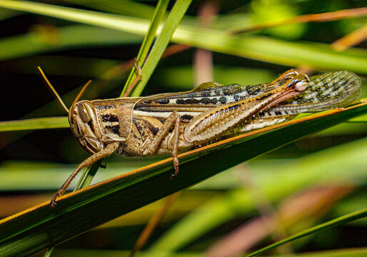 Large wild adult American bird grasshopper - Schistocerca americana - in great detail