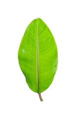 Banana leaf with drop isolated on transparent background - PNG format.