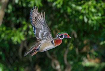 wood duck Aix sponsa male drake in flight with wings up.  View of underside with feathers in great detail