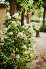 A bush of blooming white hydrangea in an old garden