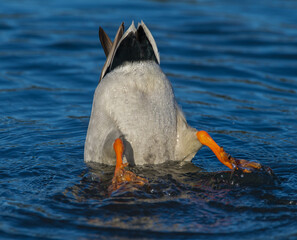 Mallard duck Anas platyrhynchos diving for food under water. duck butt in the air