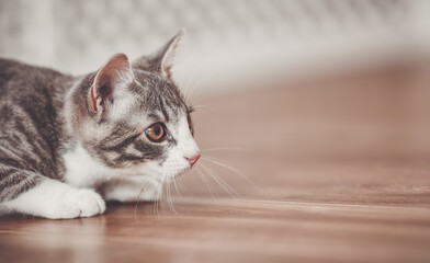 Little striped kitten hunting in the apartment