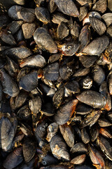 Background of mussel shells in close-up.