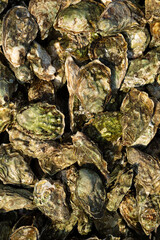 Fototapeta na wymiar Close-up of fresh large oysters.