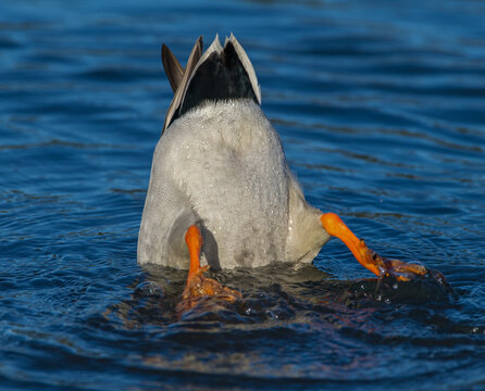 Mallard duck Anas platyrhynchos diving for food under water. duck butt in the air