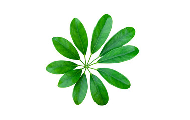 Green leaf isolated on transparent background - PNG format.