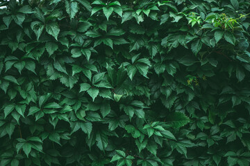 Green leaf texture. Green leaves pattern background.