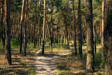 Pine grove in the early sunny morning, tall tree trunks, grass and green pine needles, the path winds through the trees and forked, offering two paths, a simple forest landscape