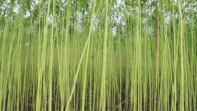  Swings in the  Wind  wave Raw jute Plantations