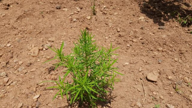 Bassia scoparia plant. It&nbsp;is a large annual herb in the family&nbsp;Amaranthaceae. Its other names ragweed,&nbsp;summer cypress,mock-cypress,&nbsp;kochia,&nbsp;belvedere grass,&nbsp;burning bush grass, and&nbsp;Mexican fireweed.