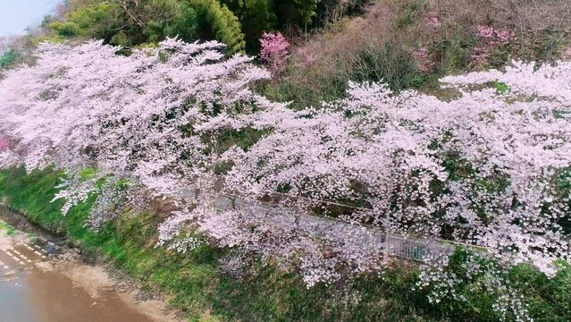 京都の川沿い土手に咲く桜並木をドローンにて空撮