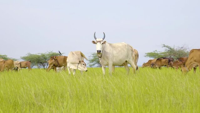 herd of cows