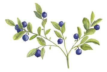 Watercolor Hand Drawn illustration of Blueberry branch. Forest Plant with Blue Berries. Bilberry with green leaves on a transparent background