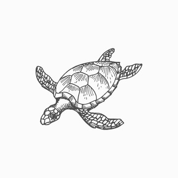 Loggerhead sea turtle isolated marine animal monochrome sketch icon. Vector reptile, nautical tortoise with cartilaginous carapace shell, underwater mascot. Caretta ocean terrapin, aquarium tank pet