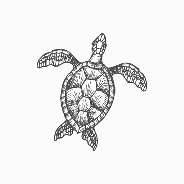 Wood turtle marine animal isolated monochrome sketch icon. Vector caretta ocean terrapin with shell, aquarium pet, mascot of sea reptile. Loggerhead sea turtle, reptile, nautical tortoise